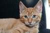 Kattekilling lagt i plastikpose og efterladt h�ngende p� d�rh�ndtag